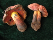 감그물버섯 (Boletus queletii Schulz.)