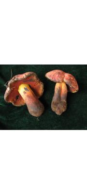 감그물버섯 (Boletus queletii Schulz.)