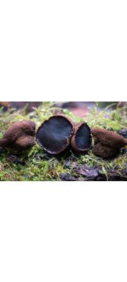 고무버섯 (Bulgaria inquinans (Pers.) Fr. >Bulgaria polymorpha Oeder ex Wettst.)