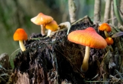 빨간난버섯 (Pluteus aurantiorugosus (Trog) Sacc.)