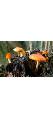 빨간난버섯 (Pluteus aurantiorugosus (Trog) Sacc.)