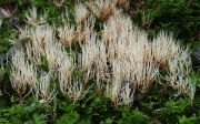 가지깃싸리버섯(깃싸리버섯) (Pterula multifida E.P. Fr. ex Fr.)