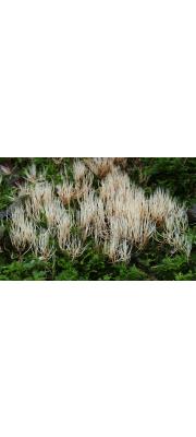 가지깃싸리버섯(깃싸리버섯) (Pterula multifida E.P. Fr. ex Fr.)