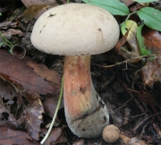 참나무밭그물버섯 (Boletus quercinus Hongo)
