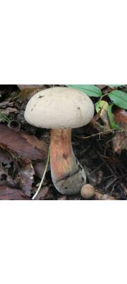 참나무밭그물버섯 (Boletus quercinus Hongo)