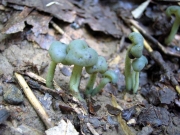 연두두건버섯 (Leotia chlorocephalra Schw.  >Leotia chlorocephala Schw. f. chlorocephala)