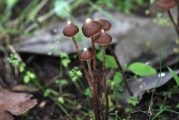 흰꼭지땀버섯 (Inocybe acutata T. Kobay. & Nagas.)