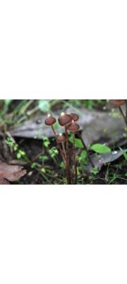 흰꼭지땀버섯 (Inocybe acutata T. Kobay. &amp; Nagas.)