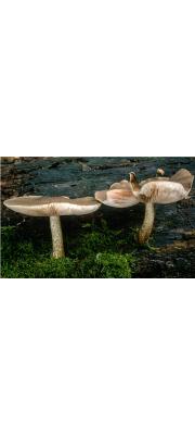 난버섯(작은난버섯) (Pluteus cervinus (Schaeff.) P. Kumm.  > Pluteus atricapillus (Batsch) Fayod > Pluteus cervinus var. minor Sing.)