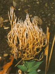 큰깃싸리버섯 (Pterula grandis Syd. & P. Syd.)