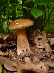 그물버섯아재비 (Boletus reticulatus Schaeff.  > Boletus aestivalis (Paulet) Fr.)