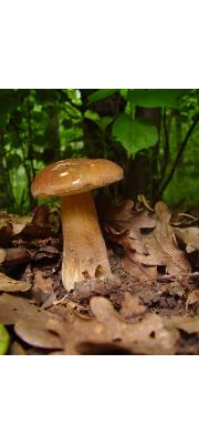 그물버섯아재비 (Boletus reticulatus Schaeff.  > Boletus aestivalis (Paulet) Fr.)