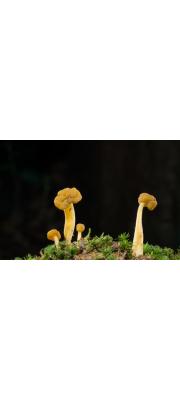 콩두건버섯 (Leotia lubrica (Scop.) Pers.)
