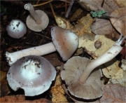 백색꼭지땀버섯 (Inocybe albodisca Peck)