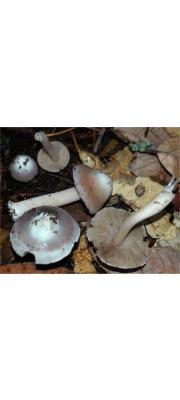 백색꼭지땀버섯 (Inocybe albodisca Peck)