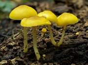 꾀꼬리난버섯(황토색난버섯) (Pluteus chrysophaeus (Schaeff.) Quél.  > Pluteus luteovirens Rea)