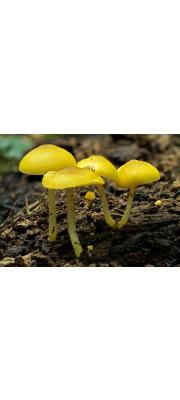 꾀꼬리난버섯(황토색난버섯) (Pluteus chrysophaeus (Schaeff.) Quél.  > Pluteus luteovirens Rea)