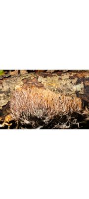 바늘깃싸리버섯 (Pterula subulata Fr.)