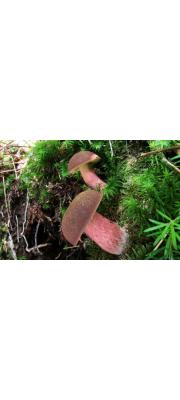 붉은줄기그물버섯 (Boletus sensibilis Peck)