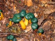 끈적두건버섯 (Leotia viscosa Fr.)