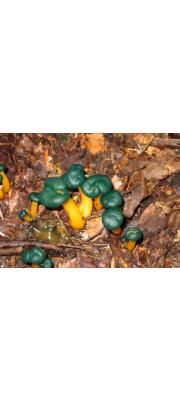 끈적두건버섯 (Leotia viscosa Fr.)