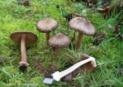 삿갓땀버섯 (Inocybe asterospora Quél.)