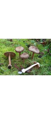 삿갓땀버섯 (Inocybe asterospora Quél.)