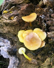 암황색난버섯 (Pluteus chrysophlebius (Berl. & Curt.) Sacc.  > Pluteus chrysophlebius subsp. chrysophlebius (B. & C.) Sacc.)
