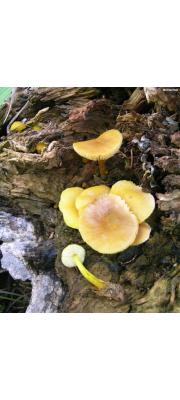 암황색난버섯 (Pluteus chrysophlebius (Berl. &amp; Curt.) Sacc.  > Pluteus chrysophlebius subsp. chrysophlebius (B. &amp; C.) Sacc.)