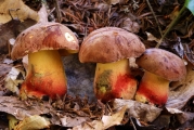 큰그물버섯(복숭아그물버섯) (Boletus speciosus Frost)