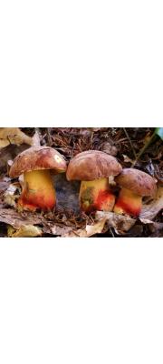 큰그물버섯(복숭아그물버섯) (Boletus speciosus Frost)