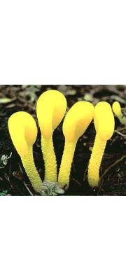 노란좀콩나물버섯_비해당과 로 삭제예정(자료 중복) (Microglossum rufum (Schw.) Underw.)