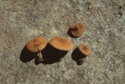 양포자땀버섯 (Inocybe bispora Hongo)
