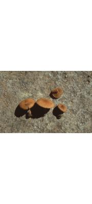 양포자땀버섯 (Inocybe bispora Hongo)