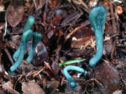 좀콩나물버섯(녹색좀콩나물버섯) (Microglossum viride (Pers.) Gill.)