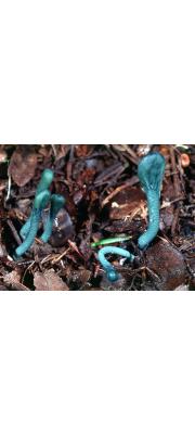 좀콩나물버섯(녹색좀콩나물버섯) (Microglossum viride (Pers.) Gill.)