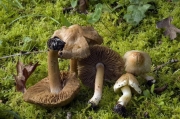 두메땀버섯 (Inocybe bresadolae Mass.)
