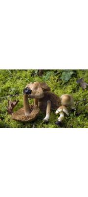 두메땀버섯 (Inocybe bresadolae Mass.)