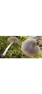 회흑색난버섯 (Pluteus cinereofuscus J.E. Lange)