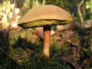 산지그물버섯(산그물버섯) (Boletus subtomentosus L.  > Xerocomus subtomentosus (L.) Quél.)