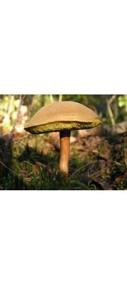 산지그물버섯(산그물버섯) (Boletus subtomentosus L.  > Xerocomus subtomentosus (L.) Quél.)
