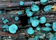 변형술잔녹청균 (Chlorociboria aeruginascens (Nyl.) Kan. ex Ram., Korf. & Batra > C hlorosplenium aeruginascens (Nyl.) Karst.)