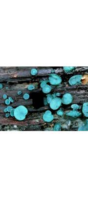변형술잔녹청균 (Chlorociboria aeruginascens (Nyl.) Kan. ex Ram., Korf. &amp; Batra > C hlorosplenium aeruginascens (Nyl.) Karst.)