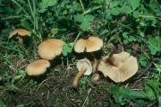 털실땀버섯 (Inocybe caesariata (Fr.) P. Karst.)