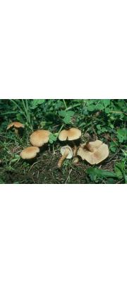 털실땀버섯 (Inocybe caesariata (Fr.) P. Karst.)