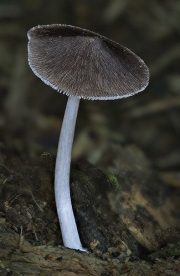 비듬난버섯 (Pluteus cubensis (Murr.) Dennis)