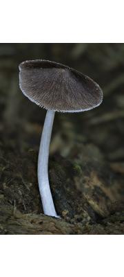 비듬난버섯 (Pluteus cubensis (Murr.) Dennis)