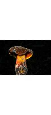 빨간구멍그물버섯 (Boletus subvelutipes Peck)