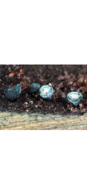 녹청균 (Chlorociboria aeruginosa (Oeder) Seav. ex Ram., Korf. &amp; Batra >C hlorosplenium aeruginosum (Gray) de Not.)