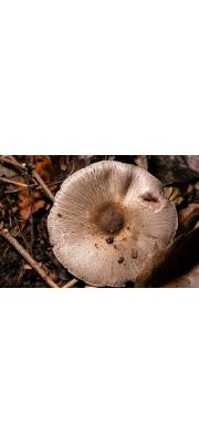 주름버섯아재비 (Agaricus placomyces Peck(구:Agaricus placomyces (Peck) var. placomyces))
